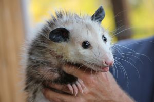 possum-rodent-opossum-animal-48792